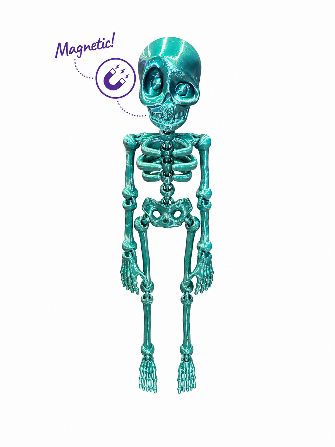 Skelly Bones™ | Magnetic Articulated Skeleton Collectible