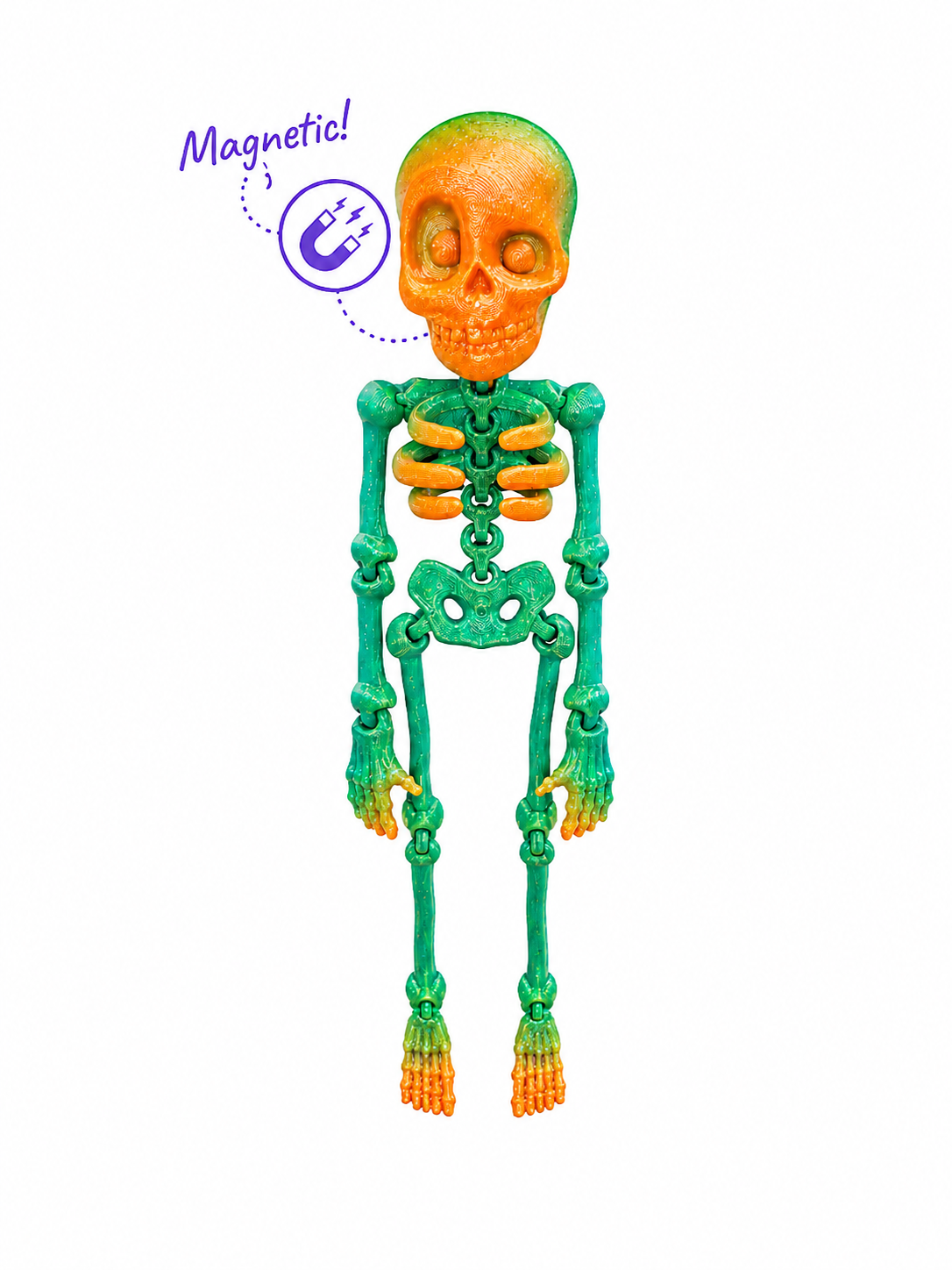 Skelly Bones™ | Magnetic Articulated Skeleton Collectible