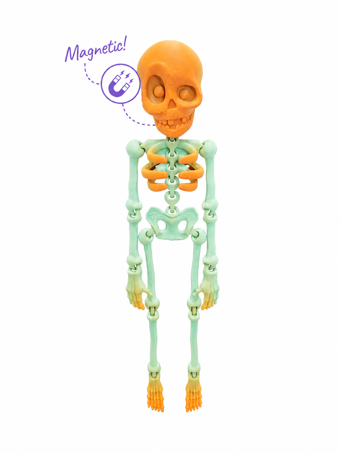 Skelly Bones™ | Magnetic Articulated Skeleton Collectible