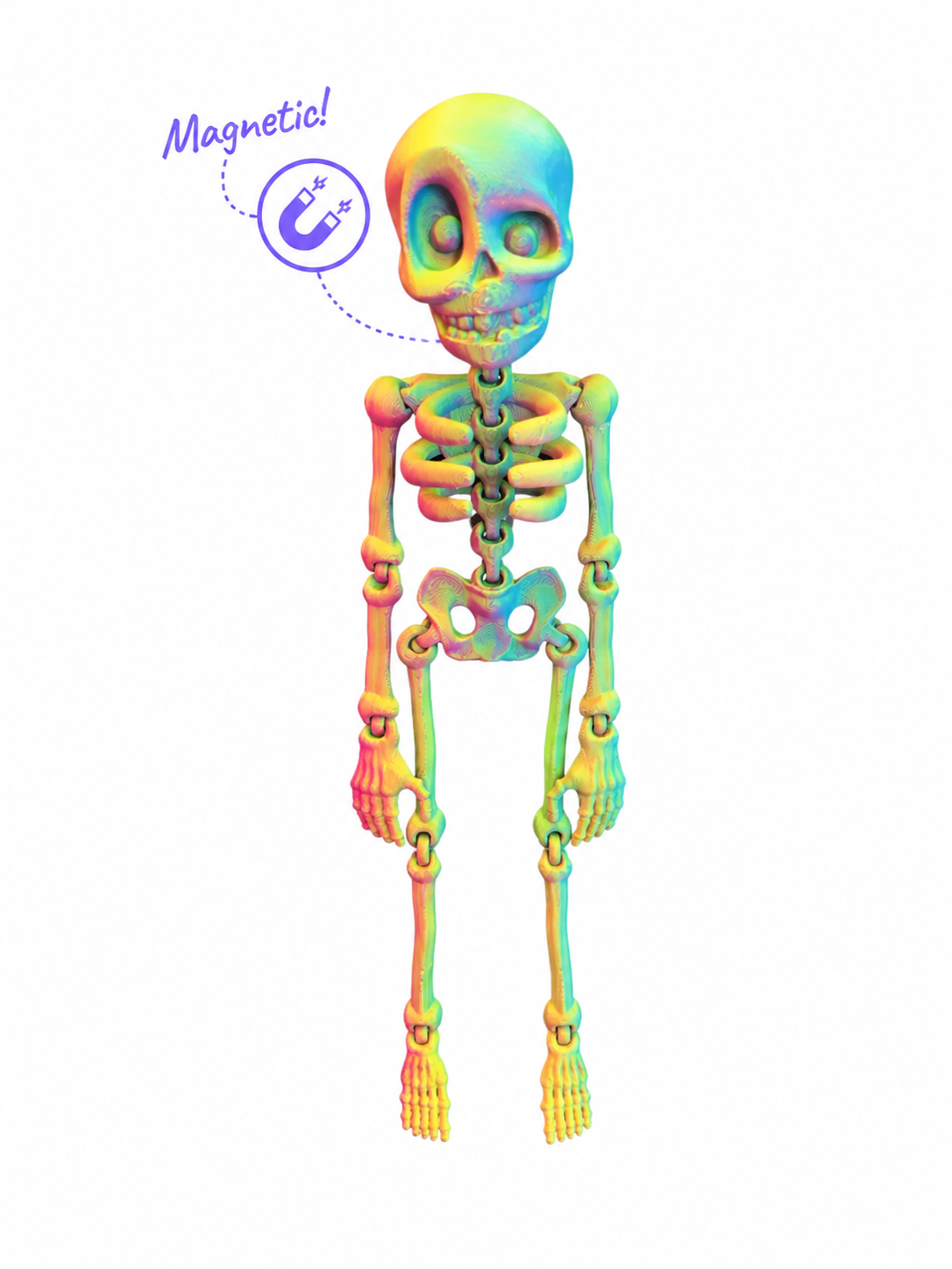 Skelly Bones™ | Magnetic Articulated Skeleton Collectible