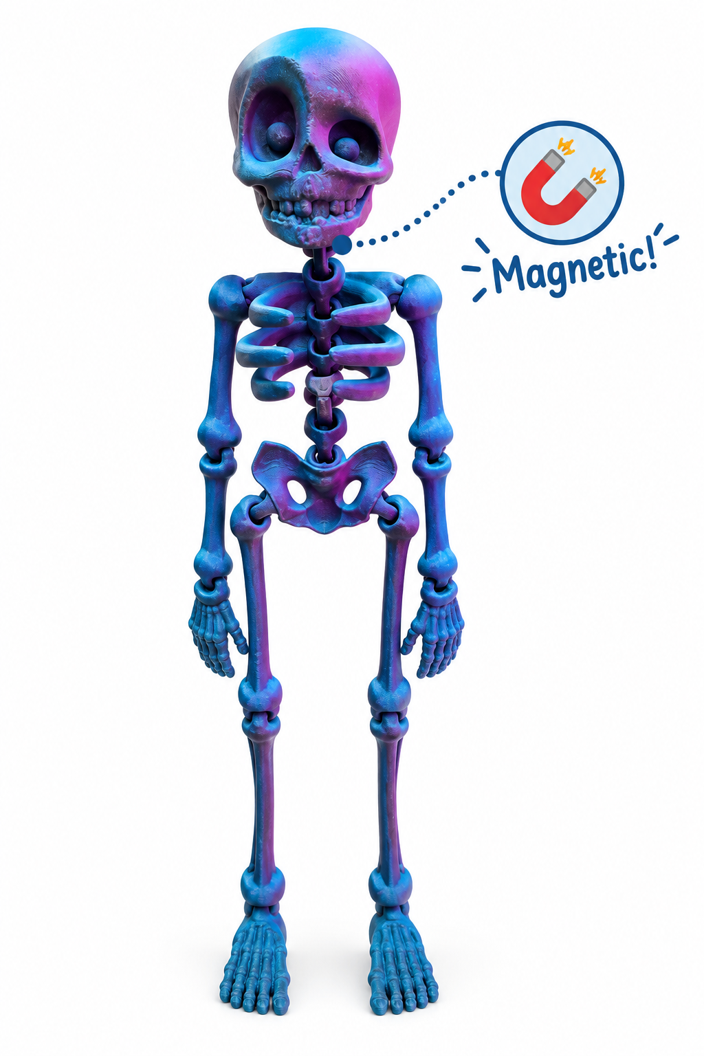 Skelly Bones™ | Magnetic Articulated Skeleton Collectible